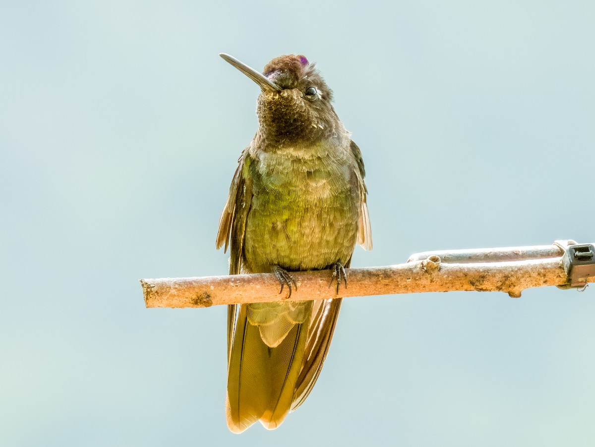 Talamanca Hummingbird - ML619797020