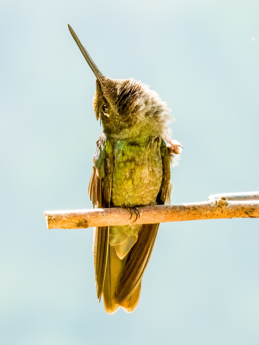 Talamanca Hummingbird - ML619797021
