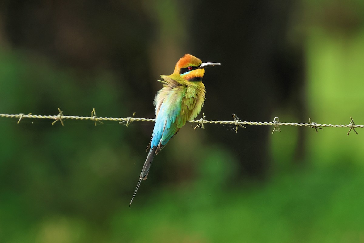 Rainbow Bee-eater - ML619797025