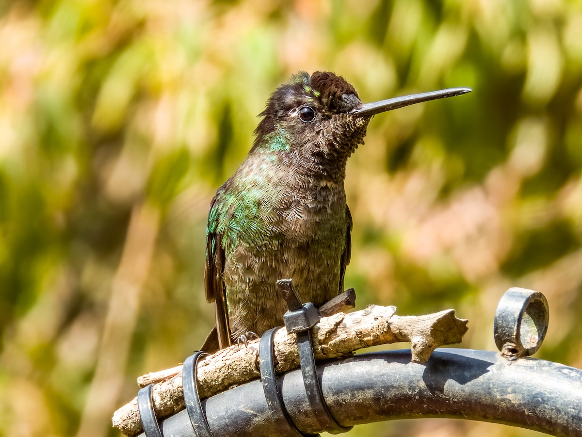 Talamanca Hummingbird - ML619797029