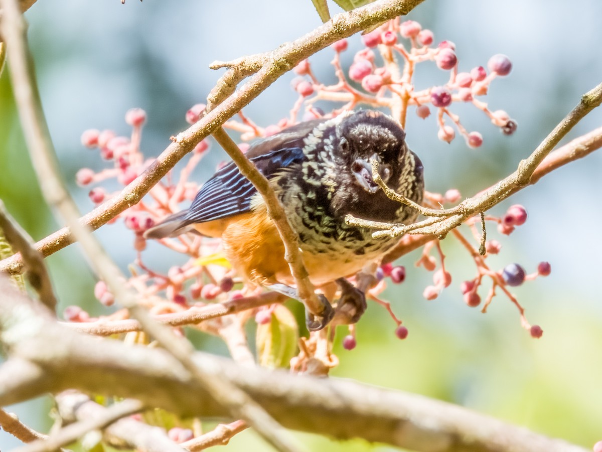 Spangle-cheeked Tanager - ML619797032