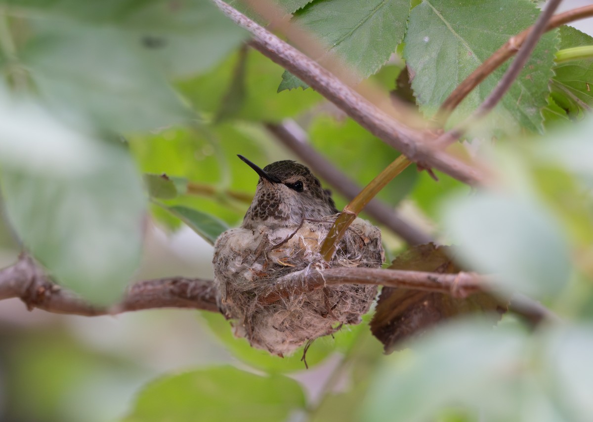 Anna's Hummingbird - ML619797039