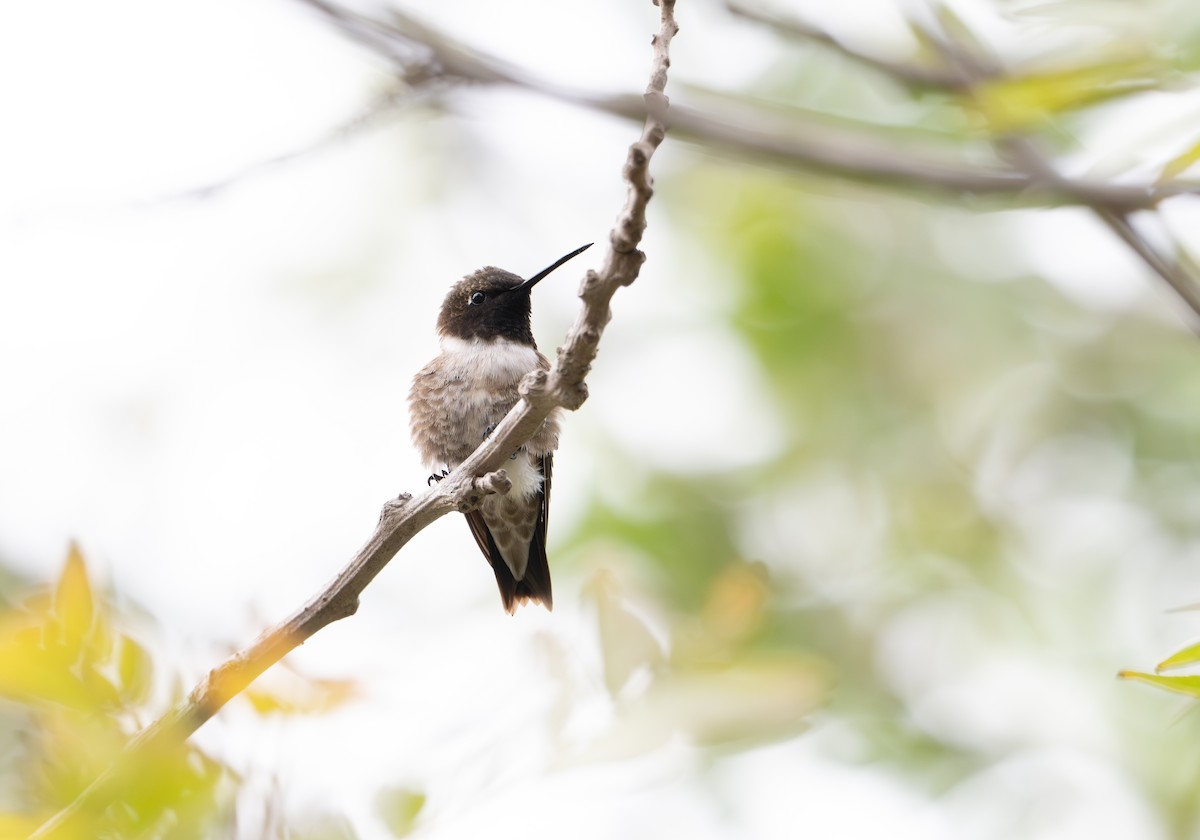 Black-chinned Hummingbird - ML619797079