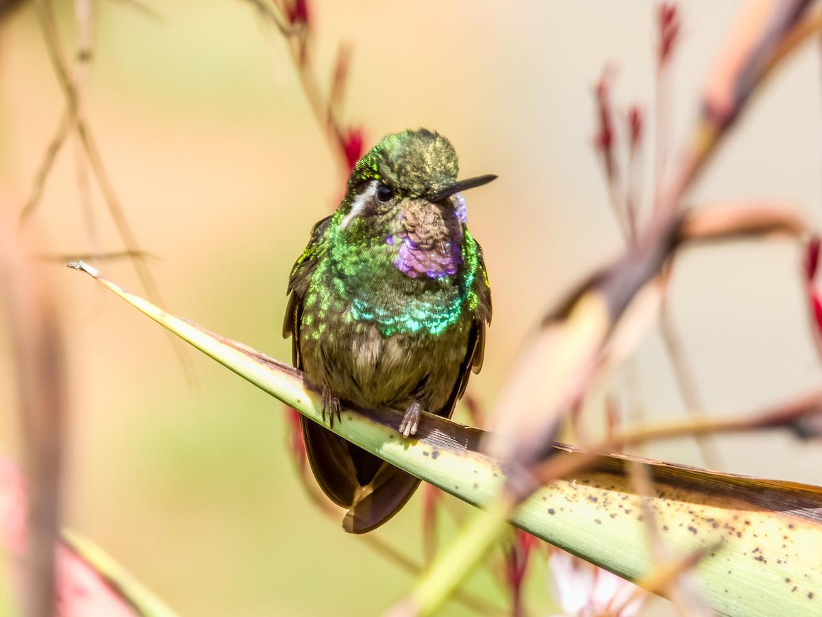 Talamanca Hummingbird - ML619797081