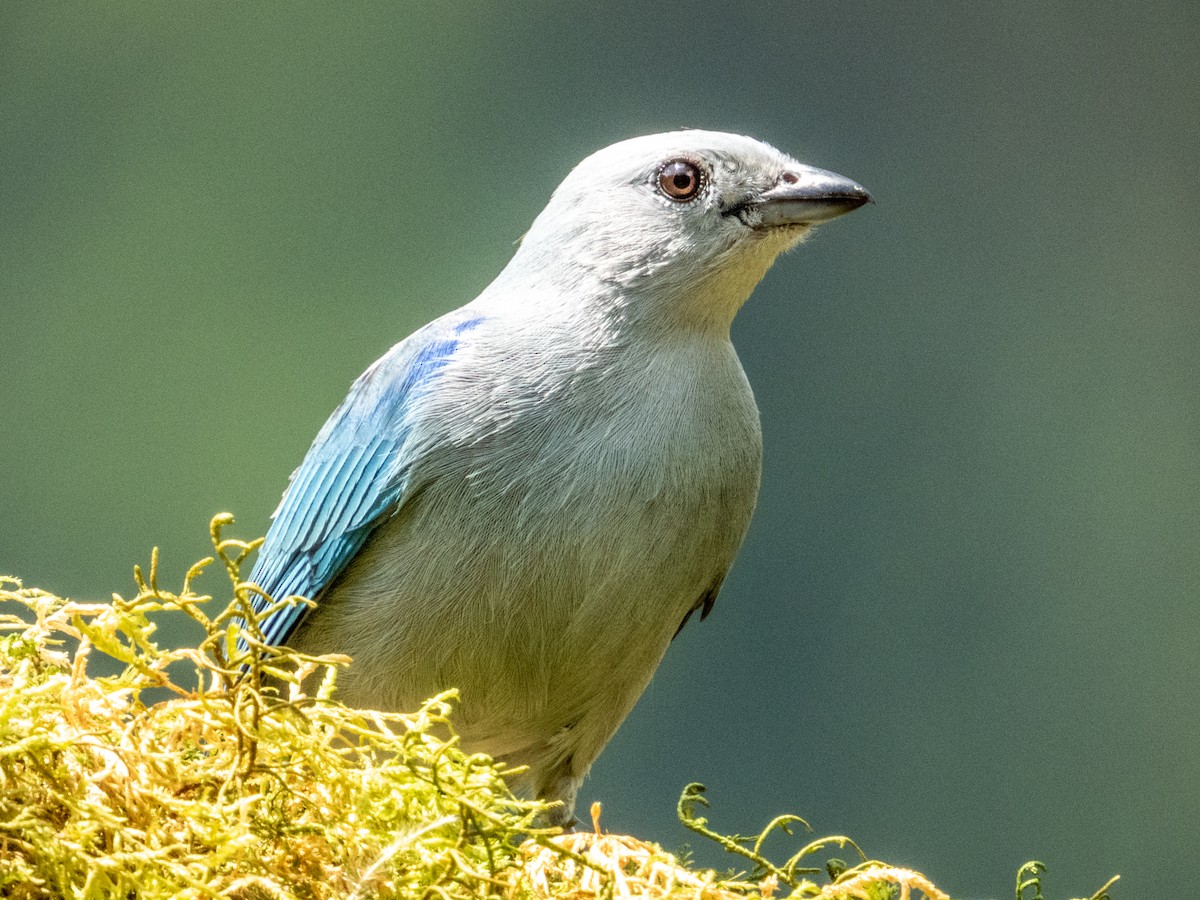 Blue-gray Tanager - ML619797126