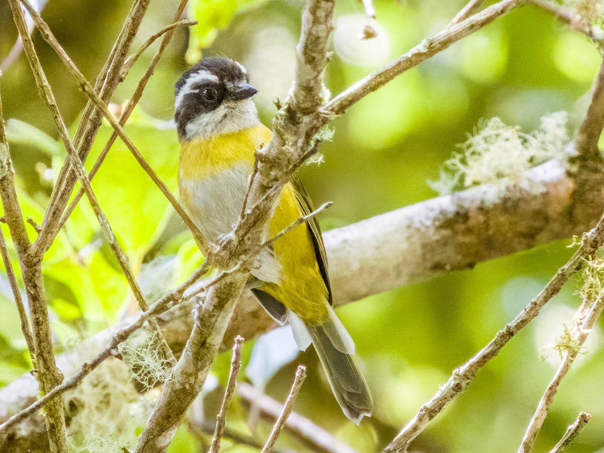 Sooty-capped Chlorospingus - ML619797145