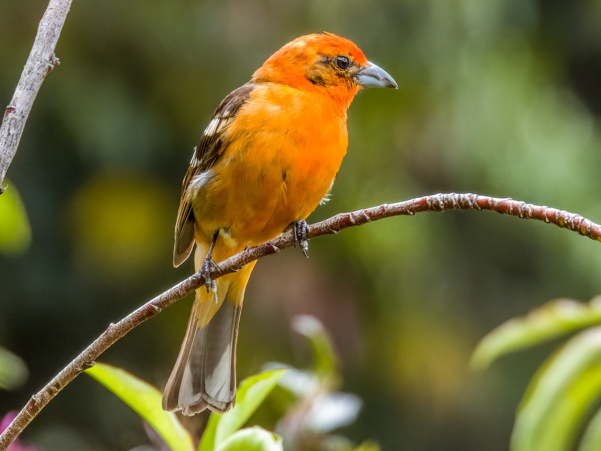 Flame-colored Tanager - ML619797153