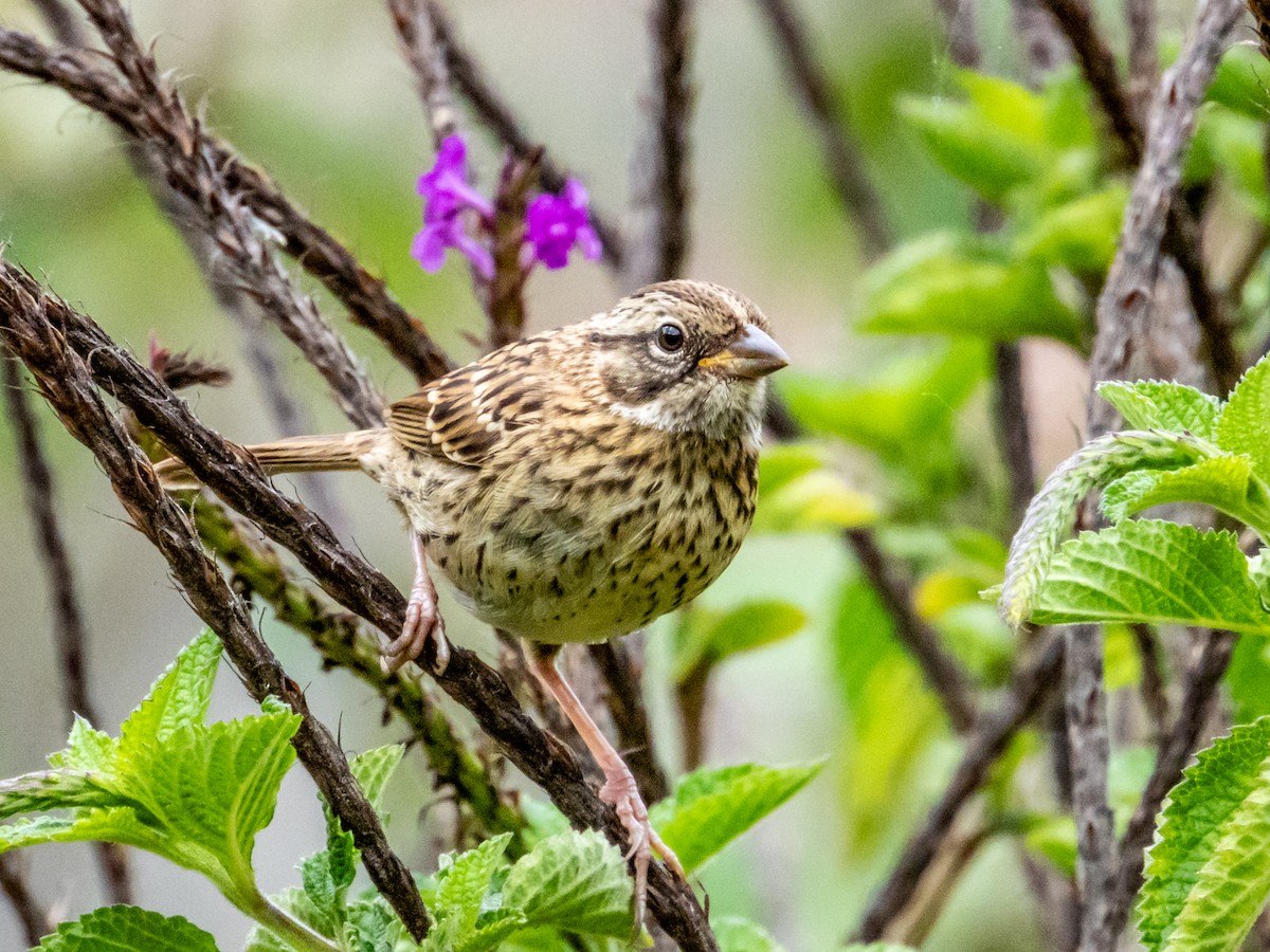 Rufous-collared Sparrow - ML619797170