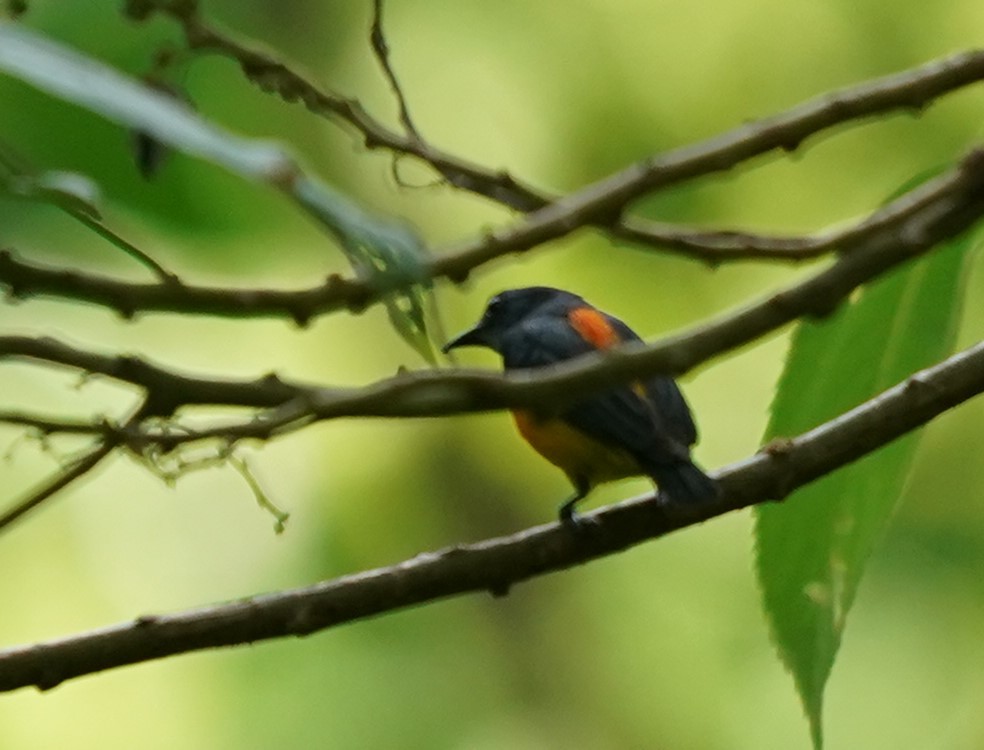 Orange-bellied Flowerpecker - ML619797173