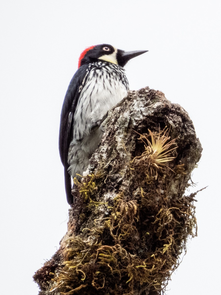 Acorn Woodpecker - ML619797178