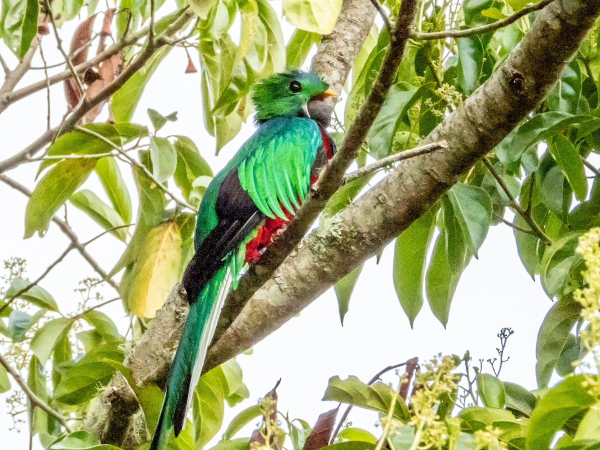 Muhteşem Ketzal (costaricensis) - ML619797199