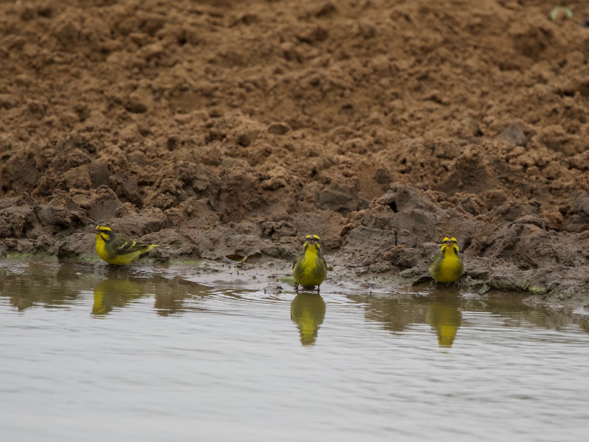 Yellow-fronted Canary - ML619797223