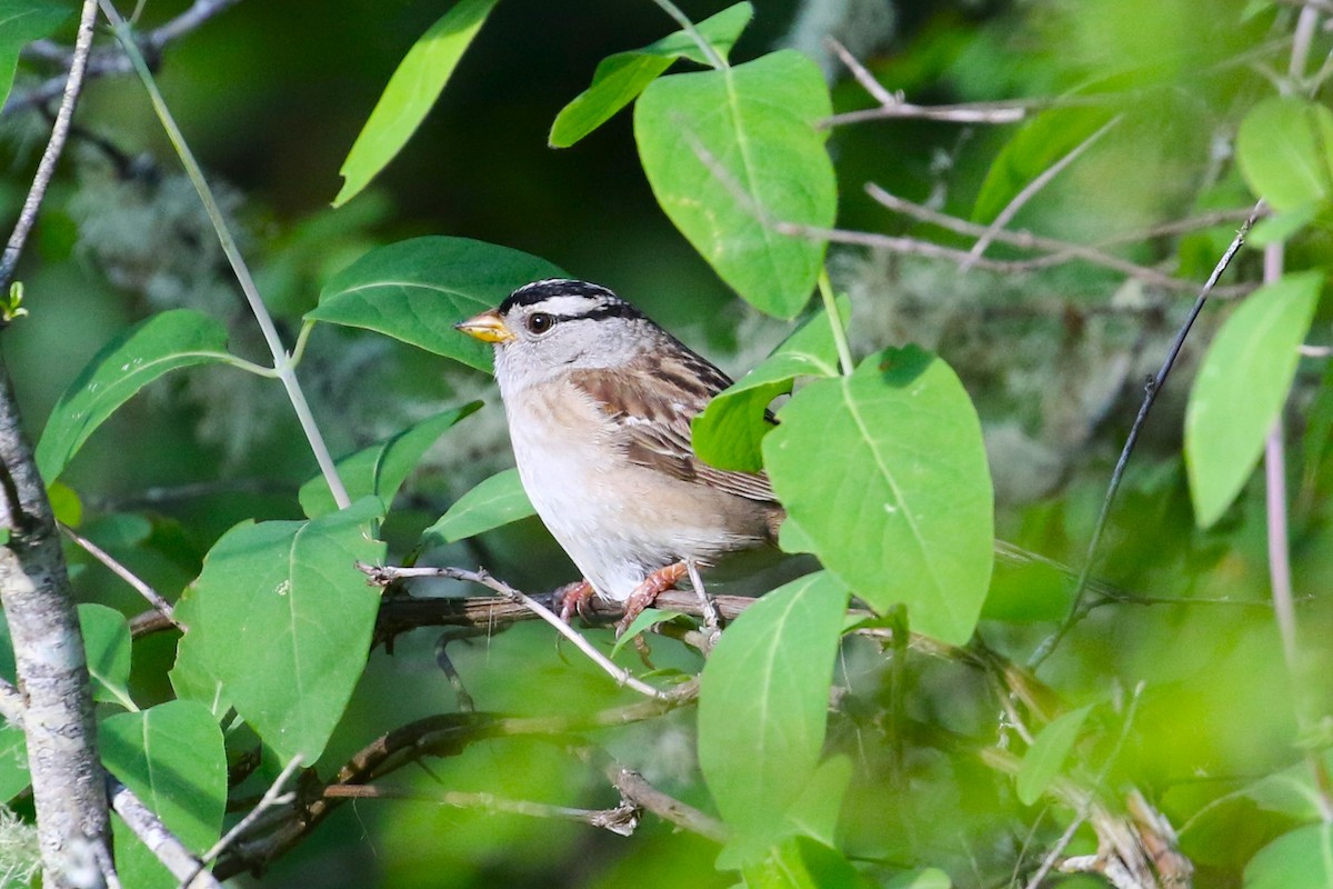 White-crowned Sparrow - ML619797247