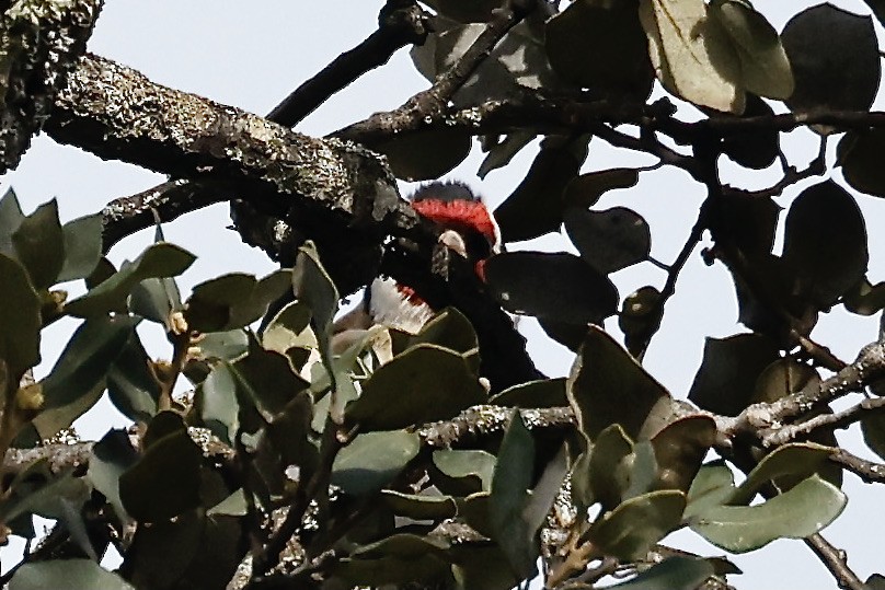 Great Spotted Woodpecker - ML619797249