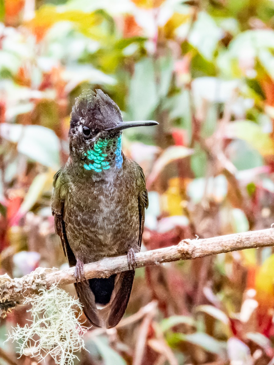 Talamanca Hummingbird - ML619797284