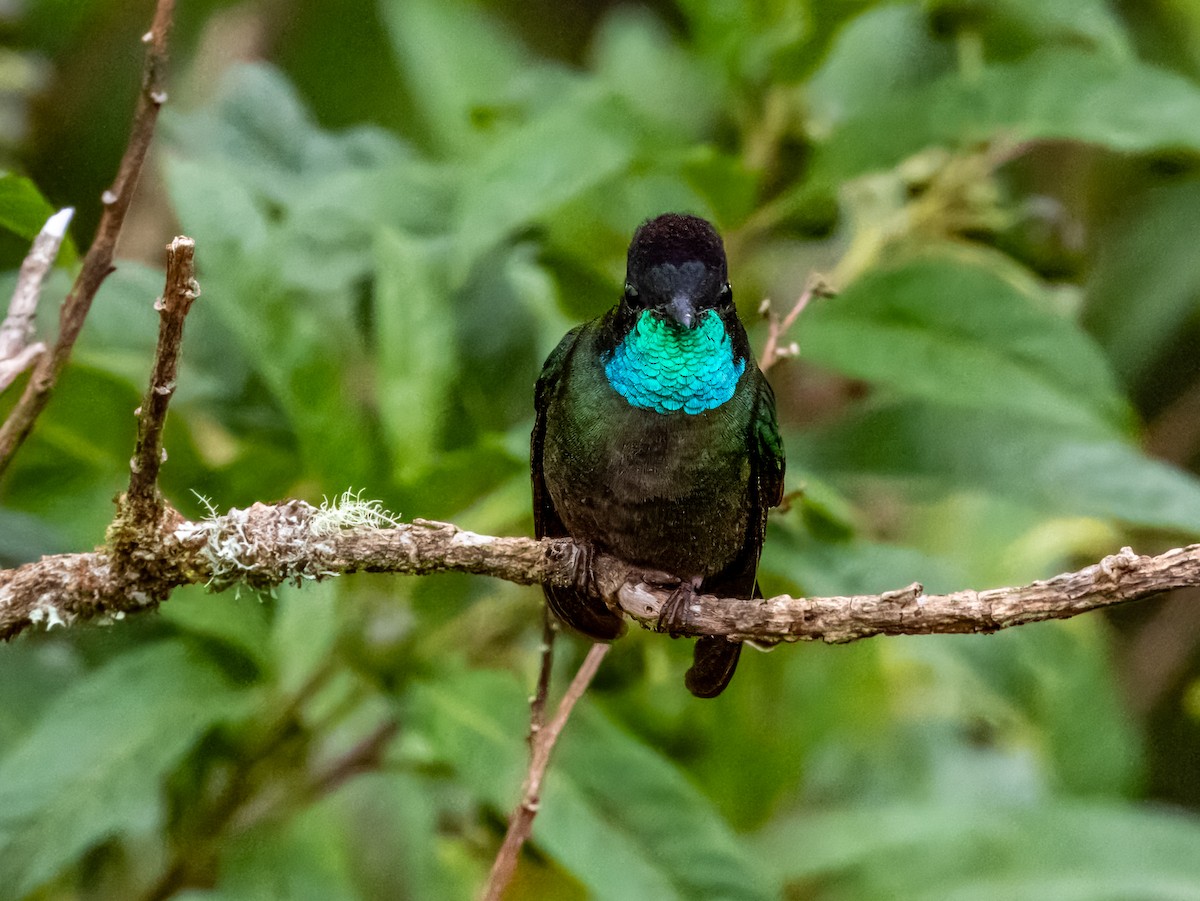 Talamanca Hummingbird - ML619797289
