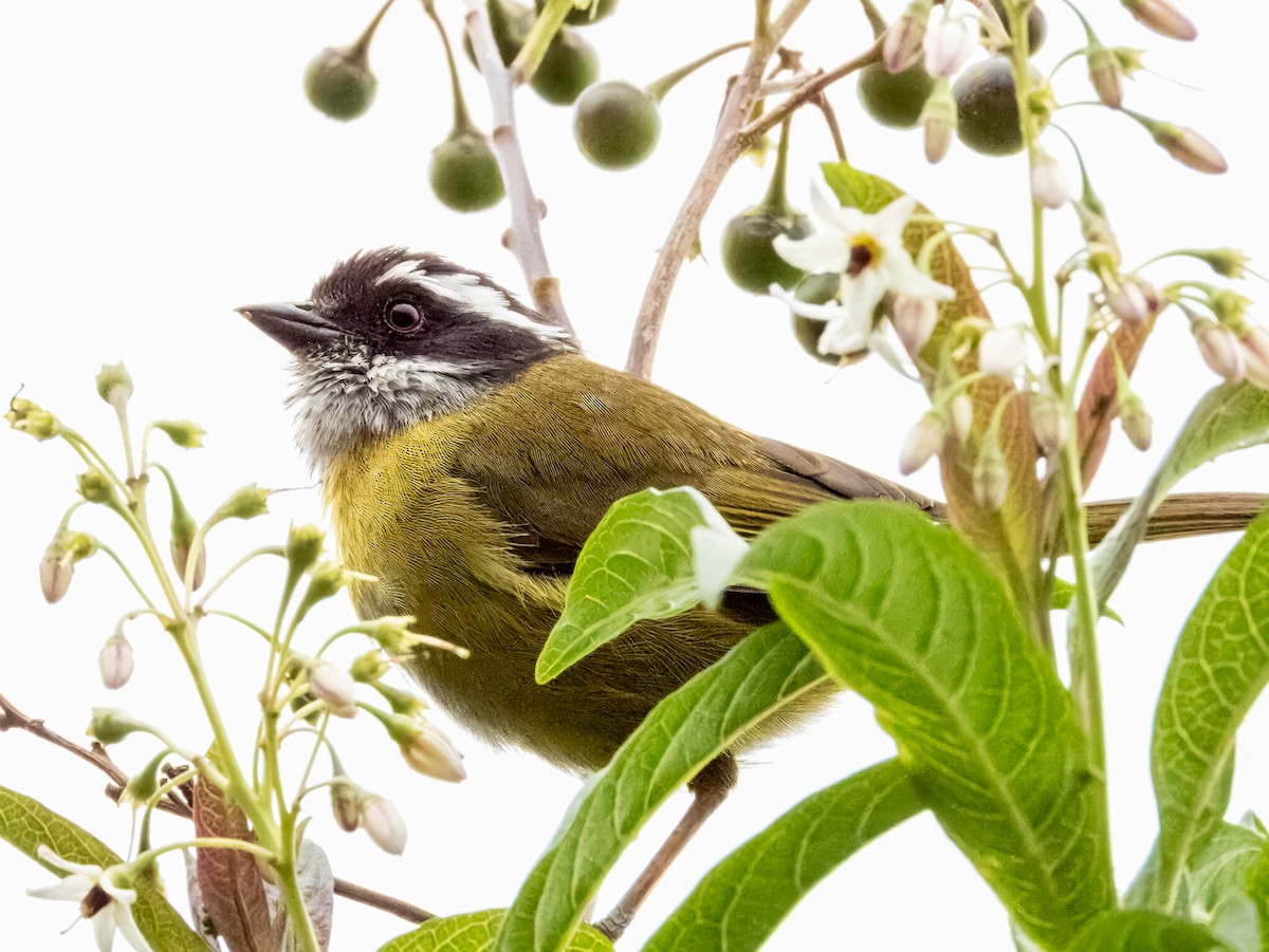 Sooty-capped Chlorospingus - ML619797295