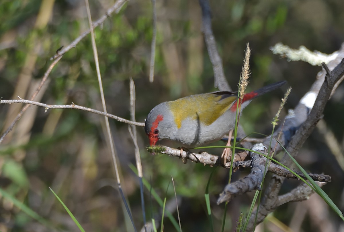 Red-browed Firetail - ML619797307