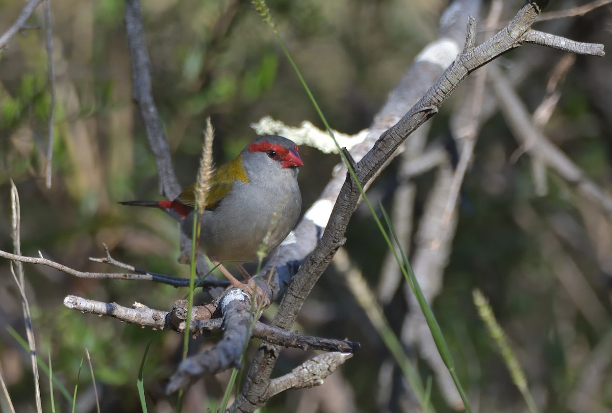 Red-browed Firetail - ML619797308