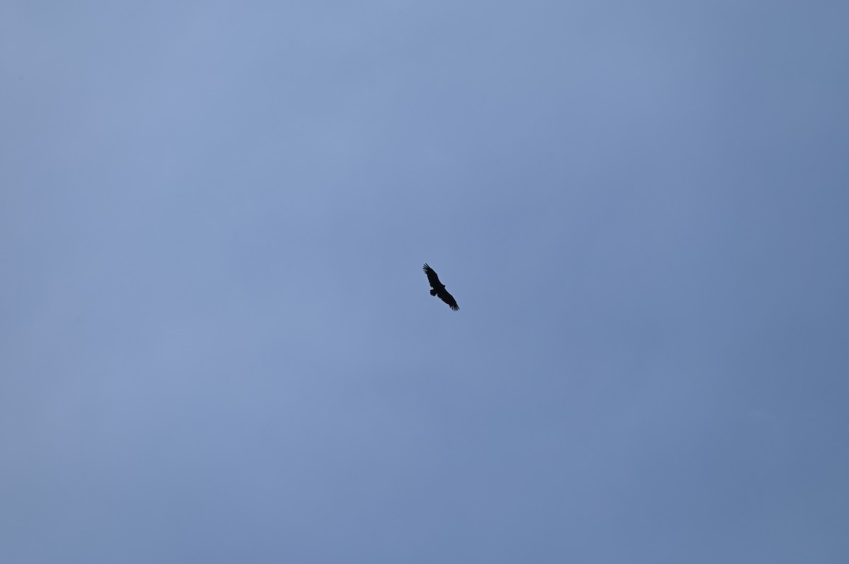 Cinereous Vulture - ML619797336