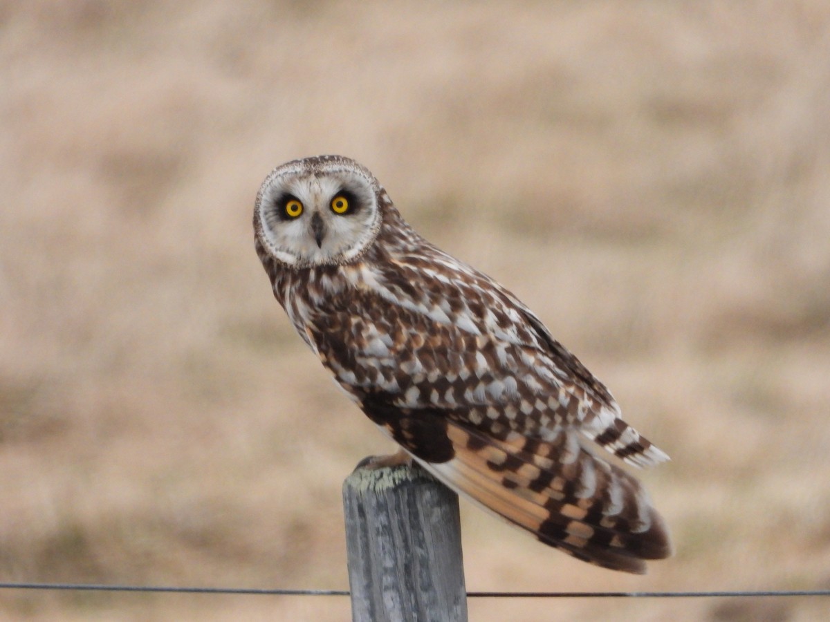 Short-eared Owl - ML619797340