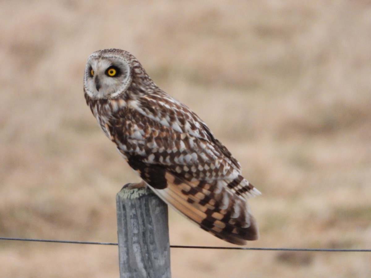 Short-eared Owl - ML619797341