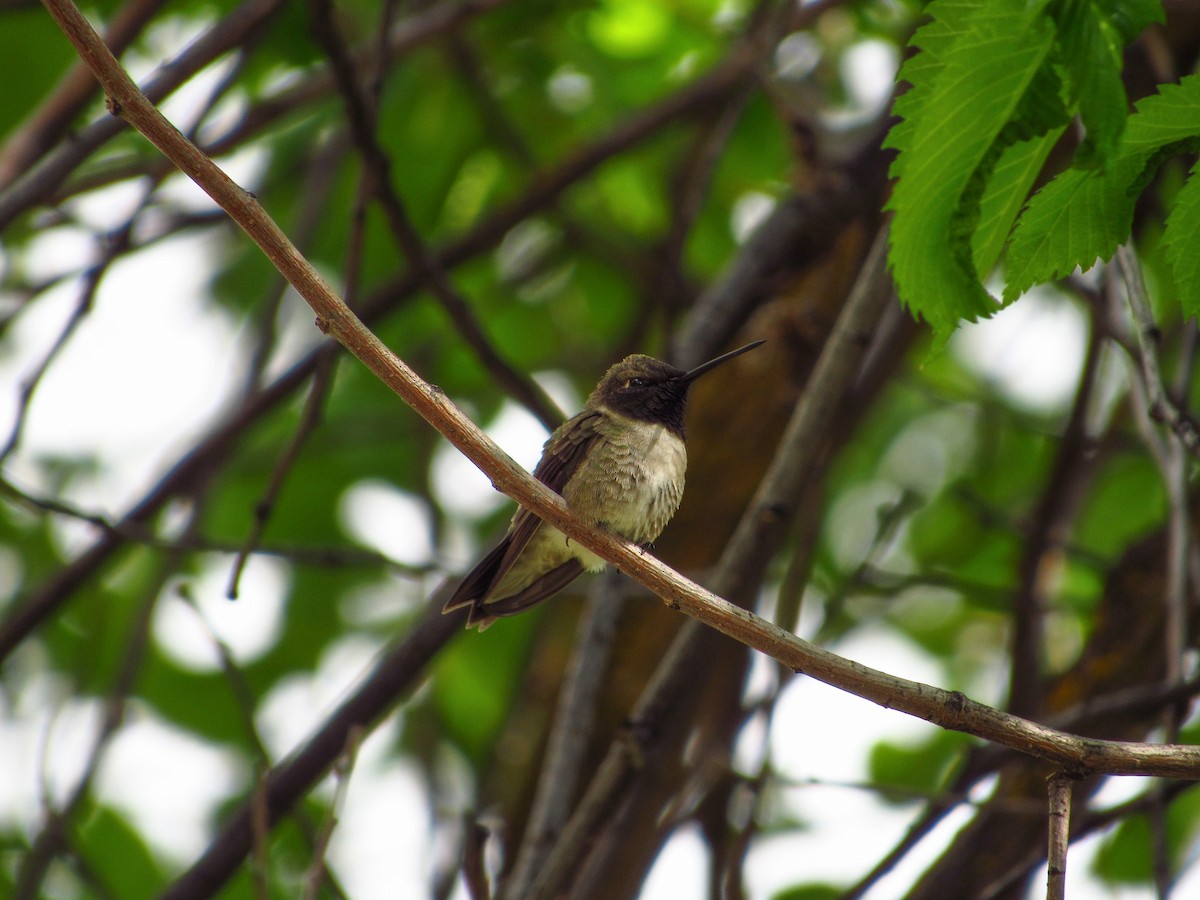 Black-chinned Hummingbird - ML619797342