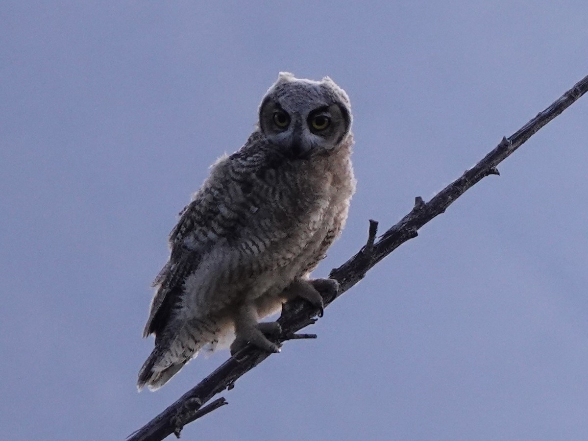 Great Horned Owl - ML619797363