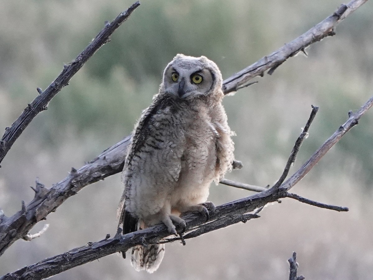Great Horned Owl - ML619797364