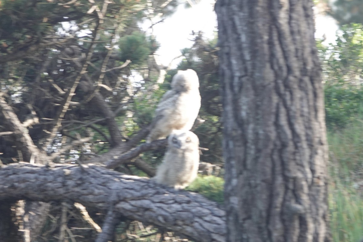 Great Horned Owl - ML619797388