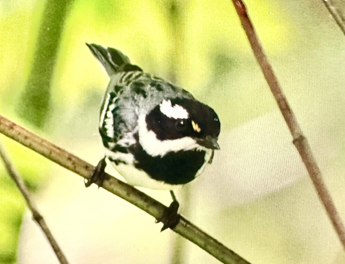 Black-throated Gray Warbler - ML619797407