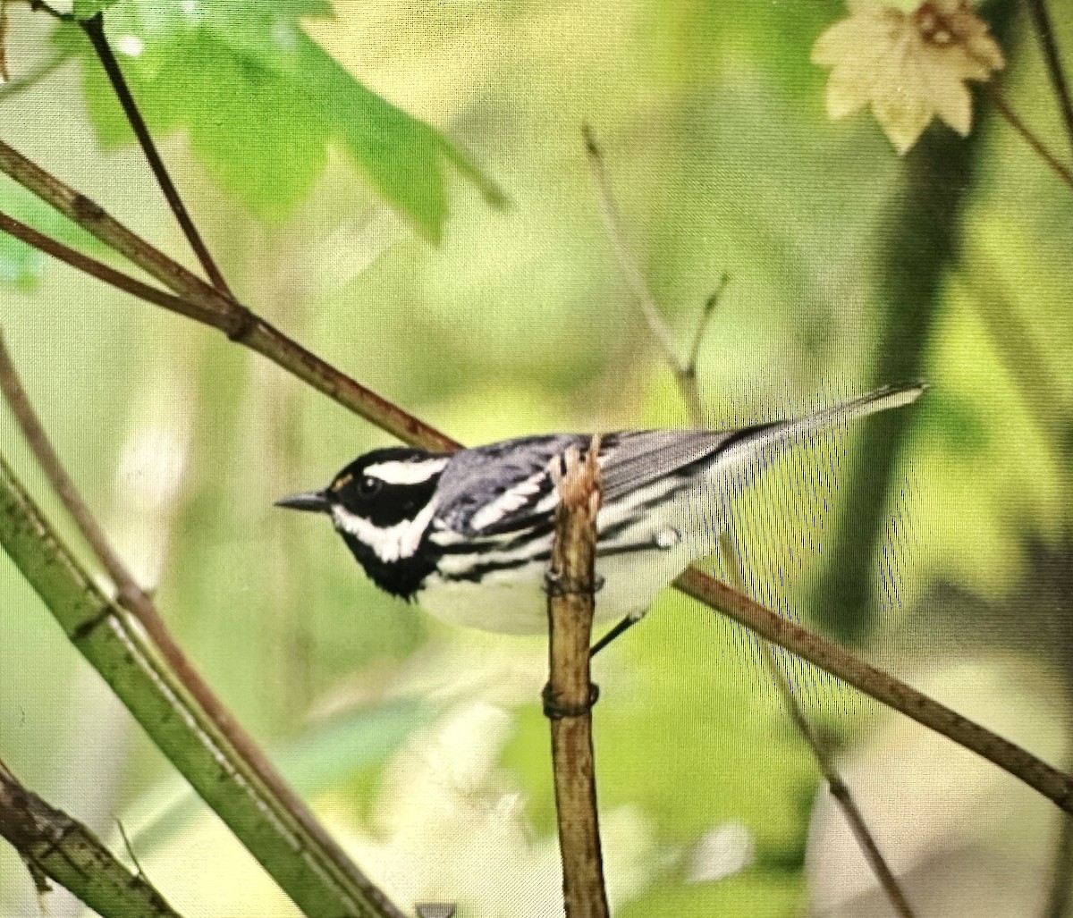 Black-throated Gray Warbler - ML619797408