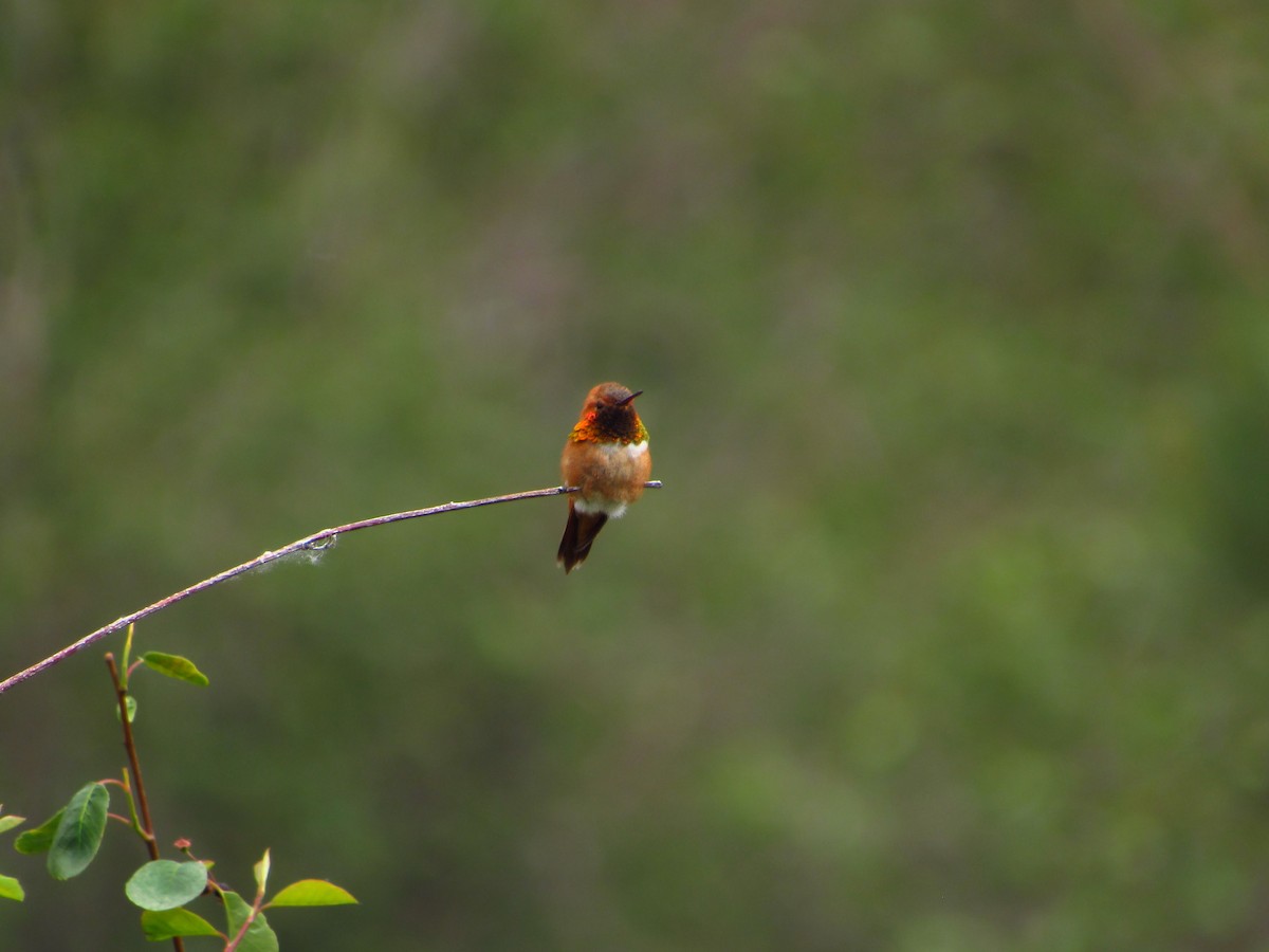 Rufous Hummingbird - ML619797411