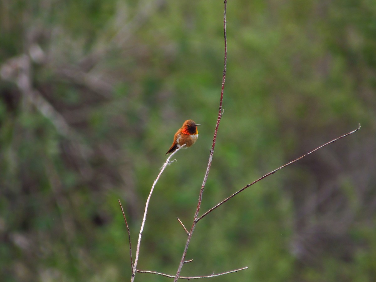 Rufous Hummingbird - ML619797412