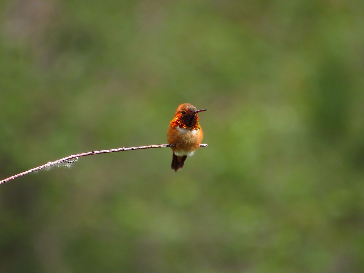 Rufous Hummingbird - ML619797413