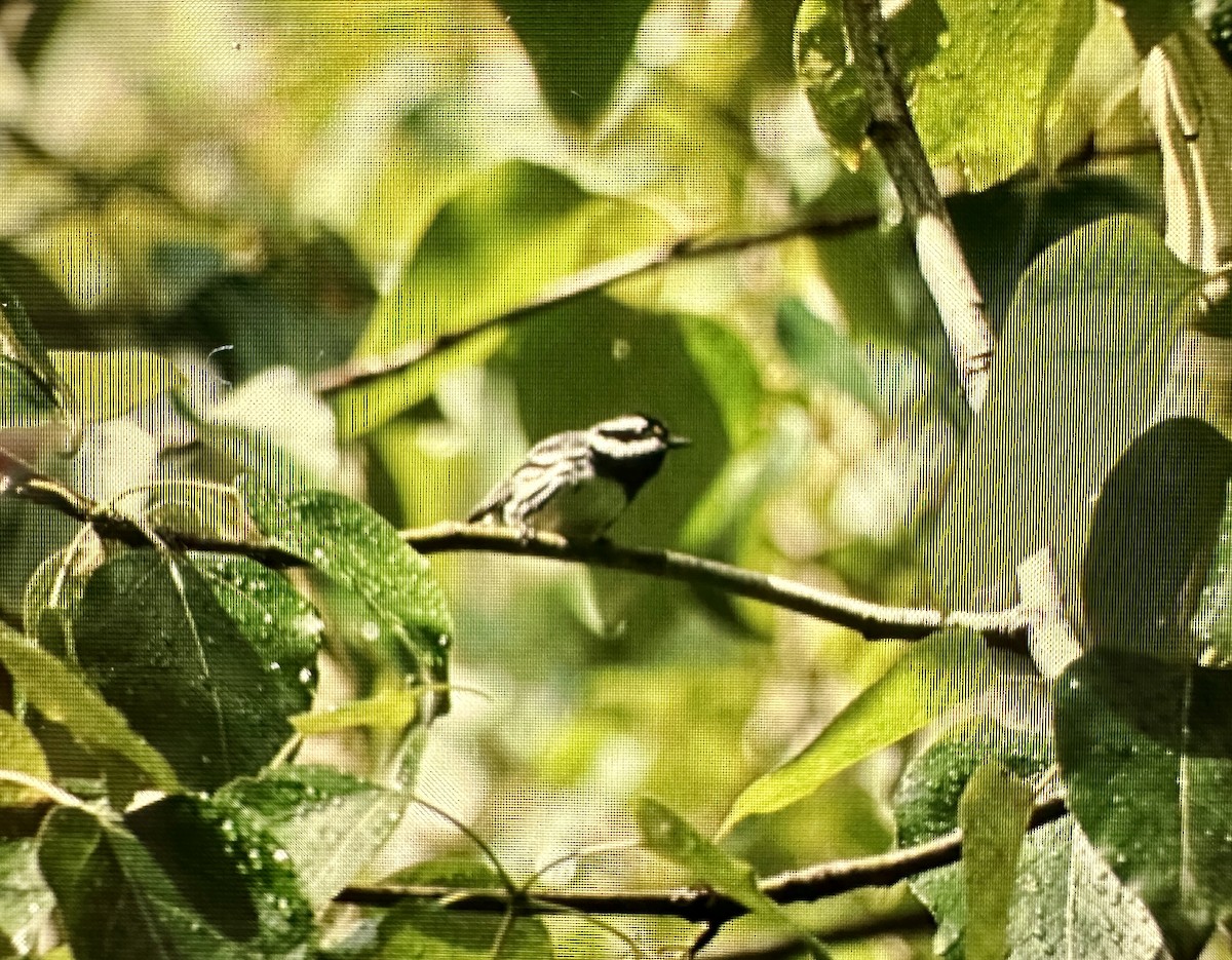 Black-throated Gray Warbler - ML619797423