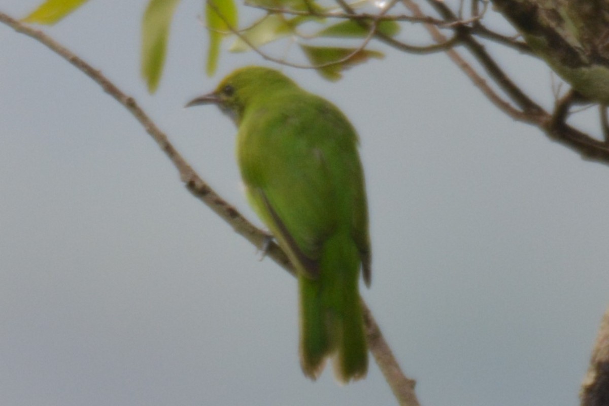 Golden-fronted Leafbird - ML619797444