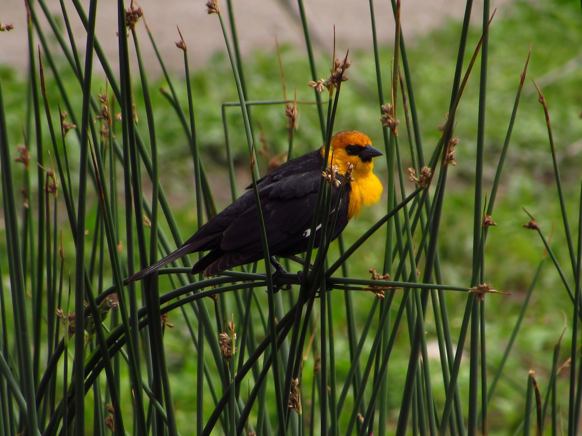 Yellow-headed Blackbird - ML619797445