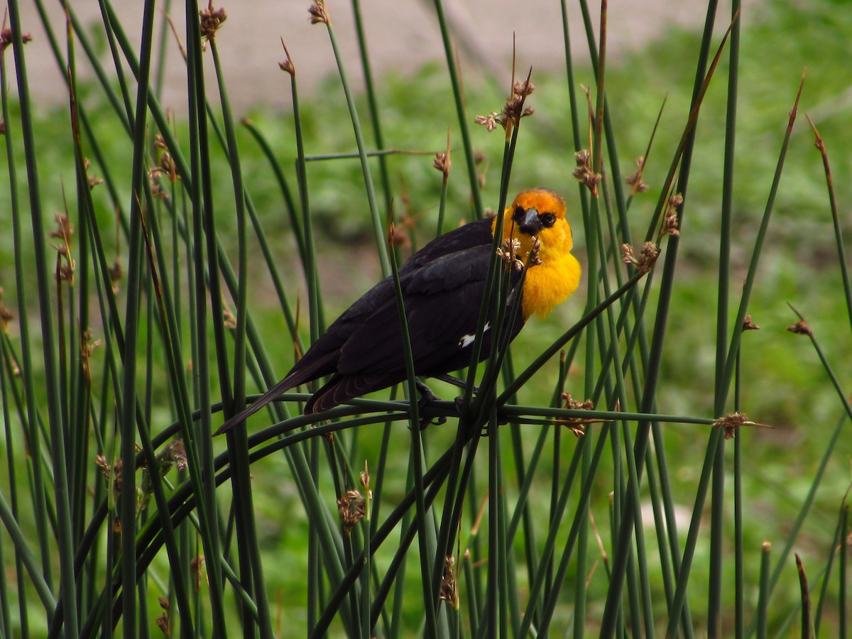 Yellow-headed Blackbird - ML619797446