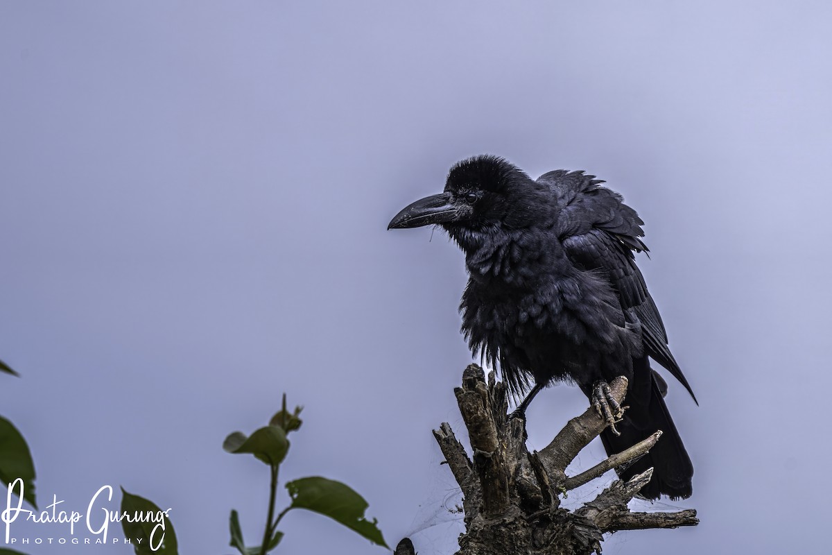 Large-billed Crow - ML619797478