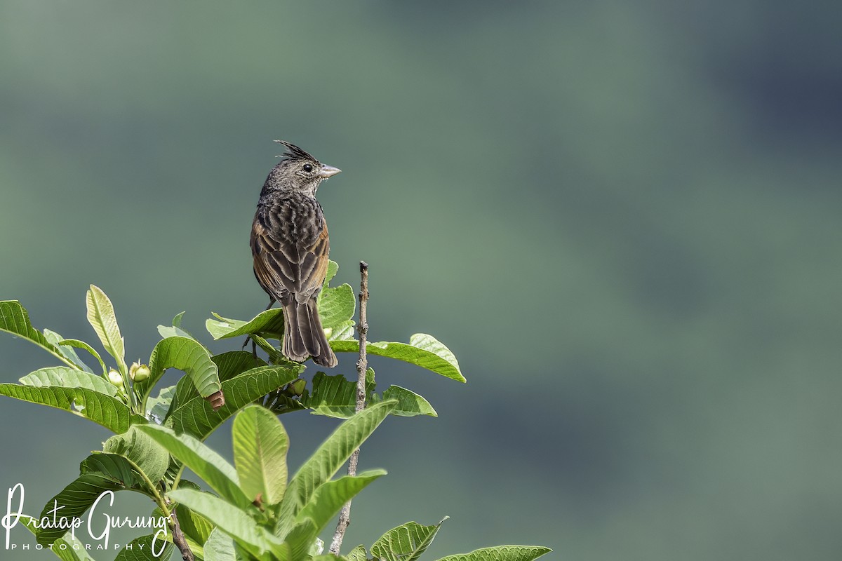 Crested Bunting - ML619797483