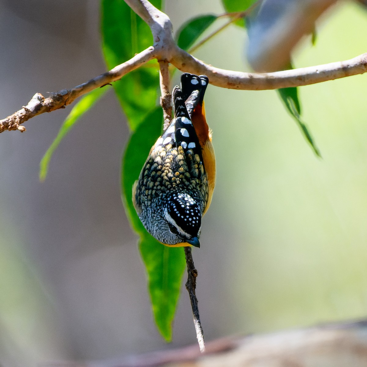 Spotted Pardalote - ML619797492