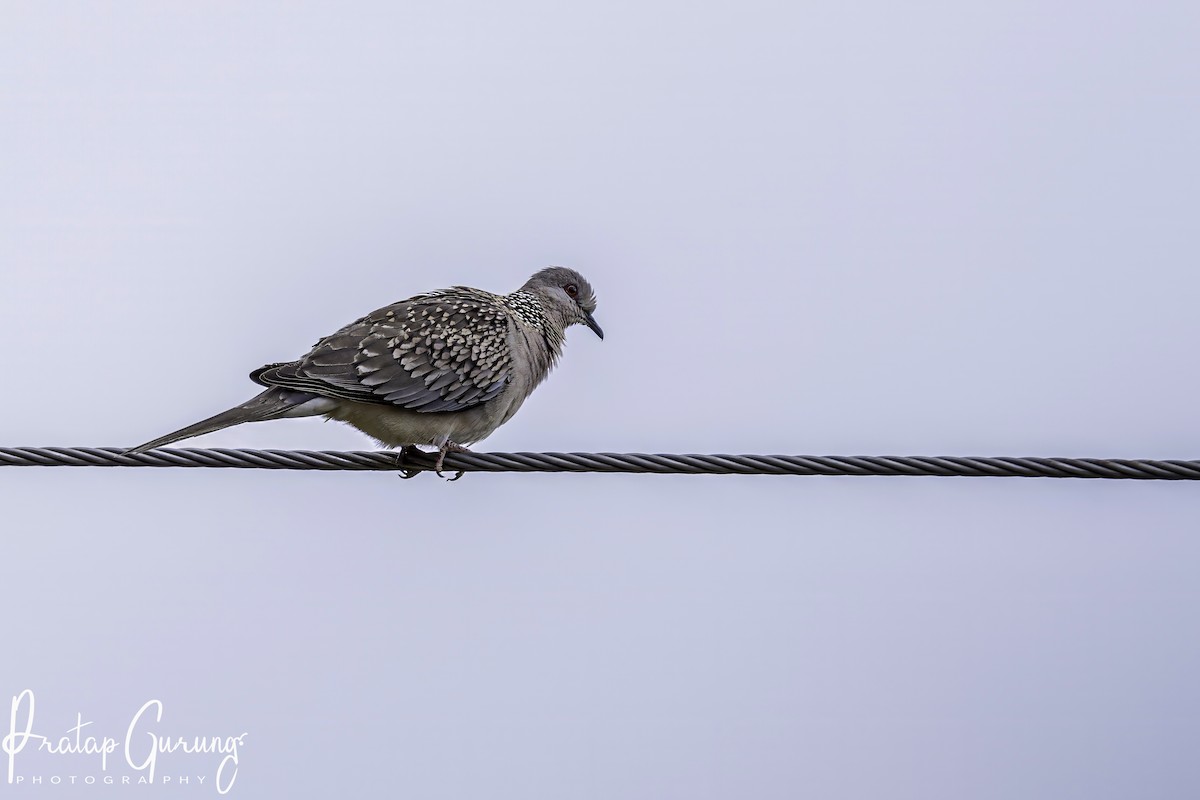 Spotted Dove - ML619797493