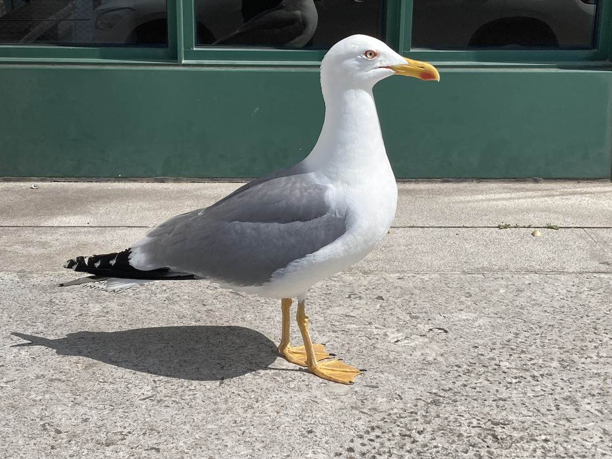 Yellow-legged Gull - ML619797499
