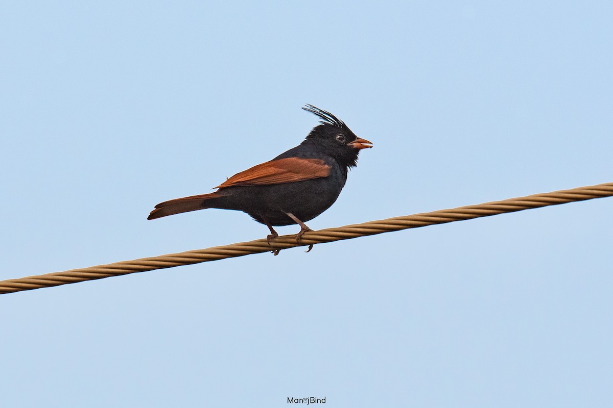 Crested Bunting - ML619797507