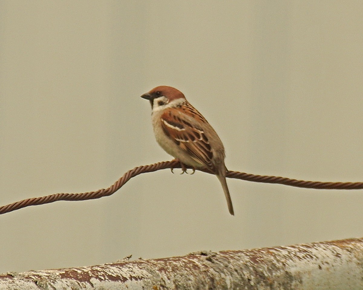 Eurasian Tree Sparrow - ML619797525