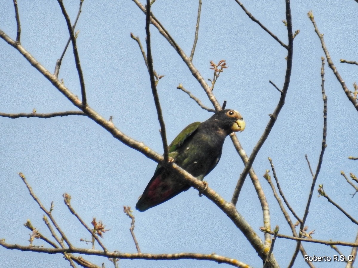 White-crowned Parrot - ML619797592