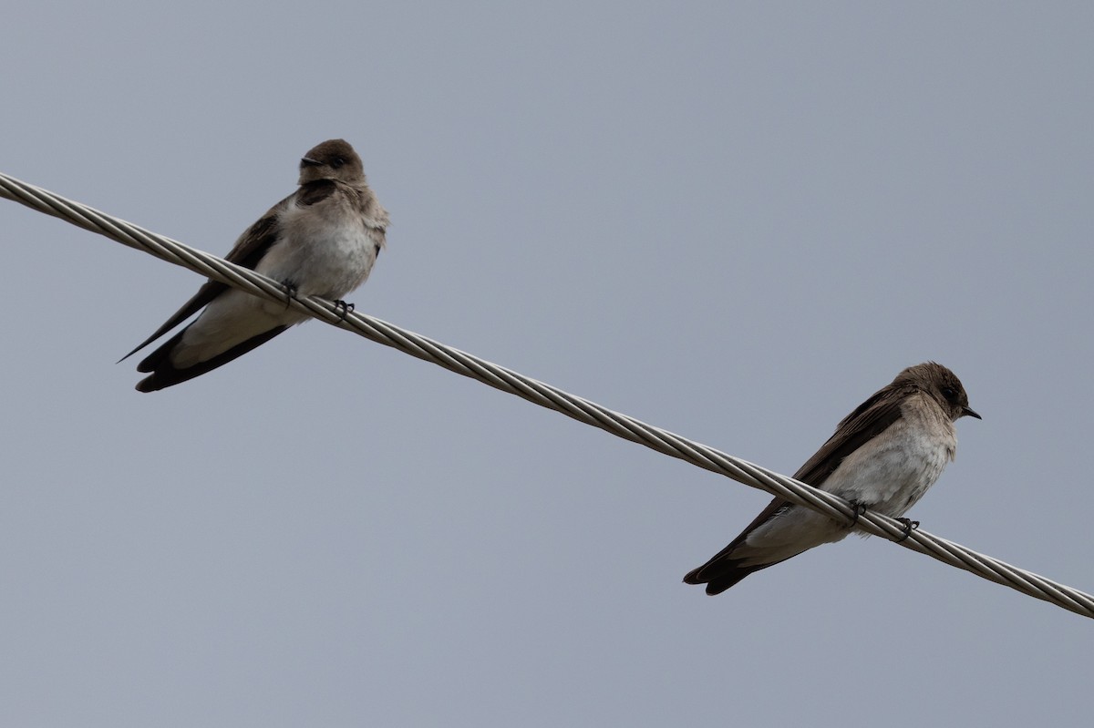 Northern Rough-winged Swallow - ML619797607