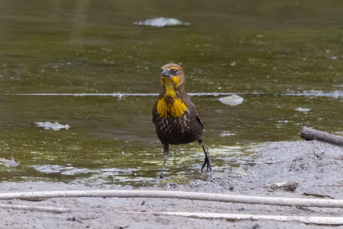 Yellow-headed Blackbird - ML619797610