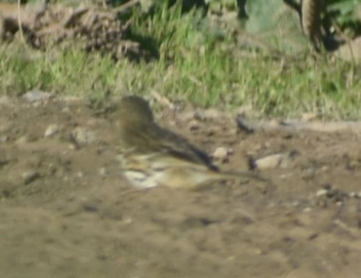 Meadow Pipit - ML619797636